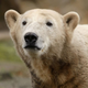 Illustration for article titled Knut The Polar Bear To Be Stuffed And Put On Display; Outcry Ensues